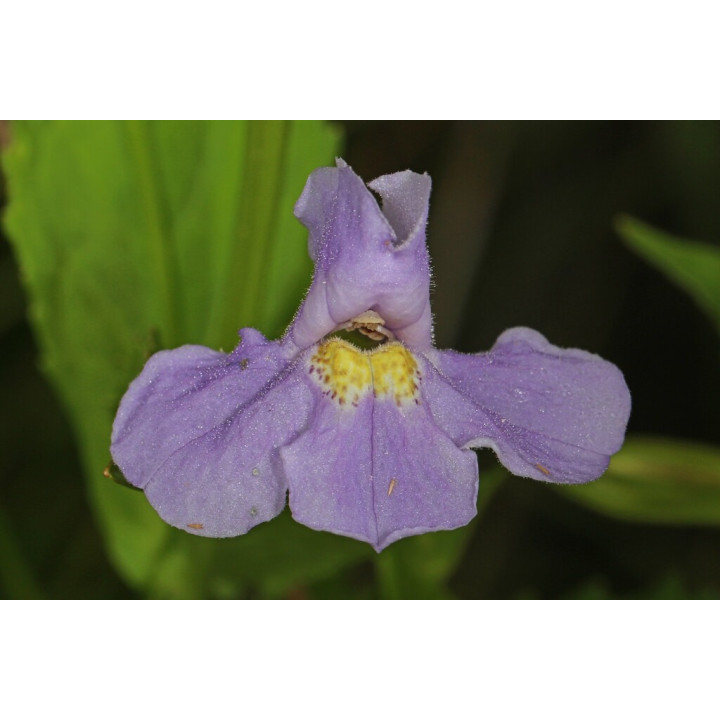 Mimulus ringens - Kék bohócvirág