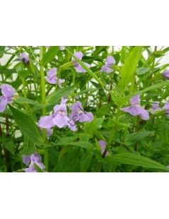 Mimulus ringens - Kék bohócvirág