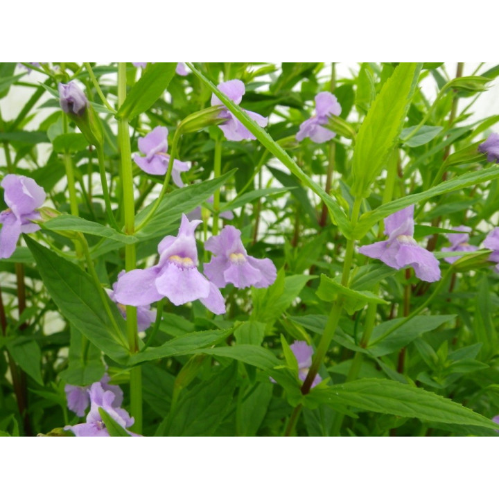 Mimulus ringens - Kék bohócvirág