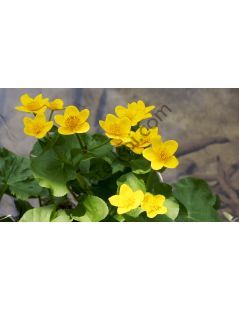 Caltha-palustris  Mocsári Gólyahír