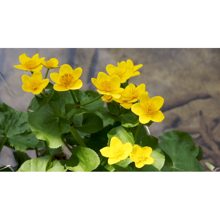 Caltha-palustris  Mocsári Gólyahír