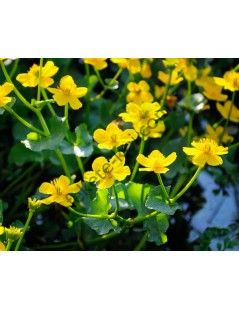 Caltha-palustris  Mocsári Gólyahír