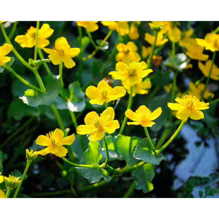 Caltha-palustris  Mocsári Gólyahír
