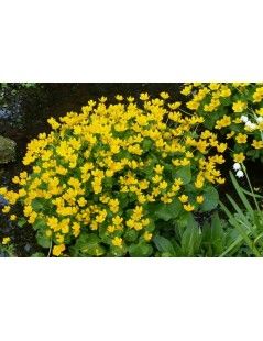 Caltha-palustris  Mocsári Gólyahír