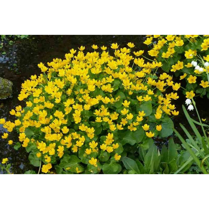 Caltha-palustris  Mocsári Gólyahír