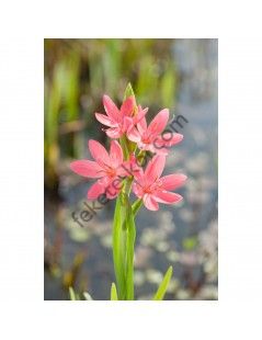 Schizostylis coccinea "Mrs Hegarty" - Kaffirliliom