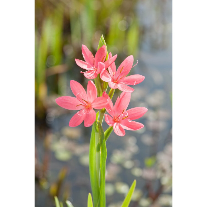 Schizostylis coccinea "Mrs Hegarty" - Kaffirliliom