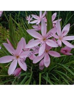 Schizostylis coccinea "Mrs Hegarty" - Kaffirliliom