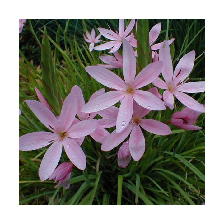 Schizostylis coccinea "Mrs Hegarty" - Kaffirliliom