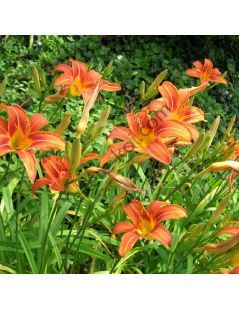 Sásliliom (Hemerocallis fulva)
