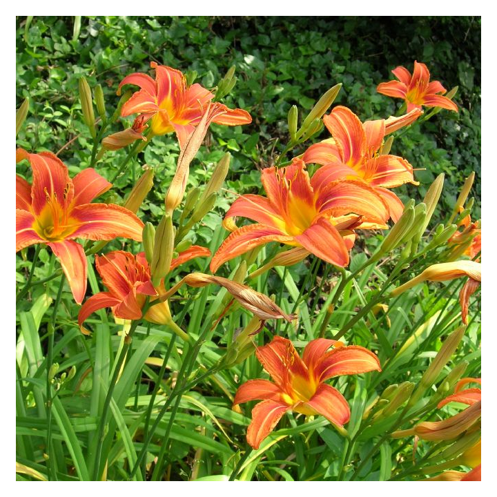 Sásliliom (Hemerocallis fulva)
