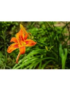 Sásliliom (Hemerocallis fulva)