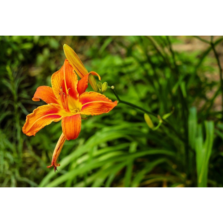 Sásliliom (Hemerocallis fulva)