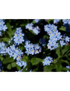 Myosotis palustris- Kék nefelejcs