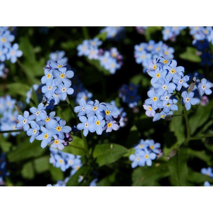 Myosotis palustris- Kék nefelejcs