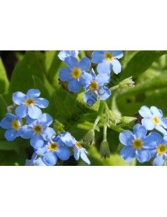 Myosotis palustris- Kék nefelejcs