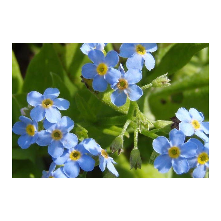 Myosotis palustris- Kék nefelejcs