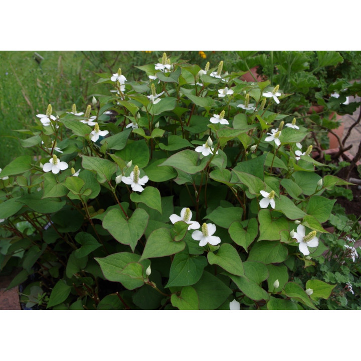 Houttuynia cordata - Dupla szirmú houttuynia