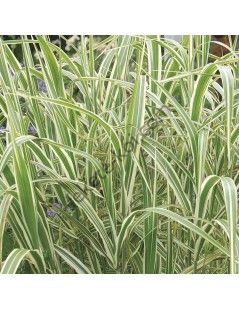 Glyceria maxima 'Variegata' - Vízi harmatkása
