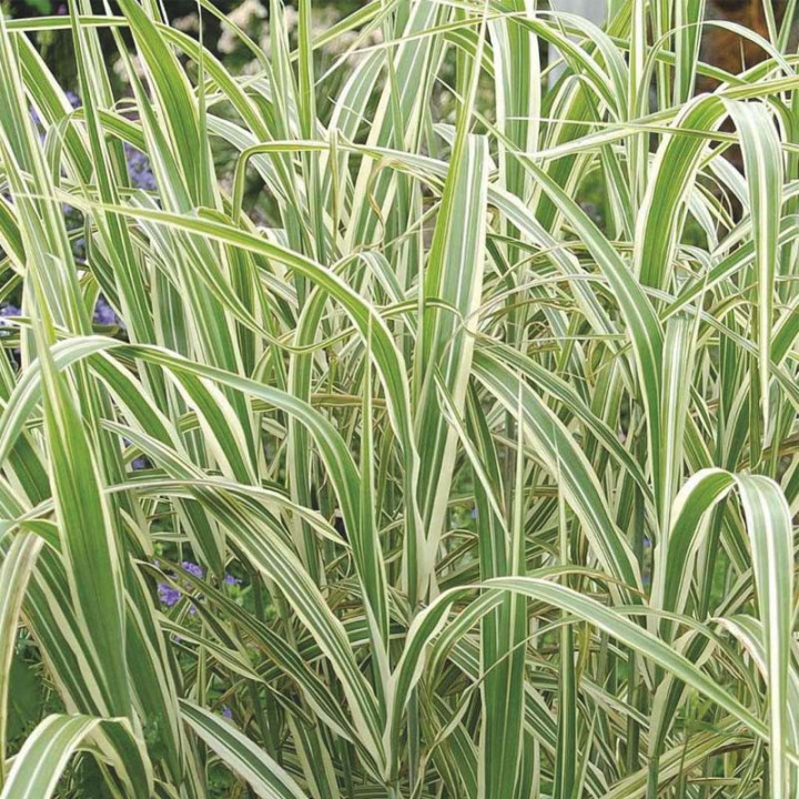 Glyceria maxima 'Variegata' - Vízi harmatkása