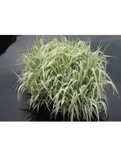 Glyceria maxima 'Variegata' - Vízi harmatkása