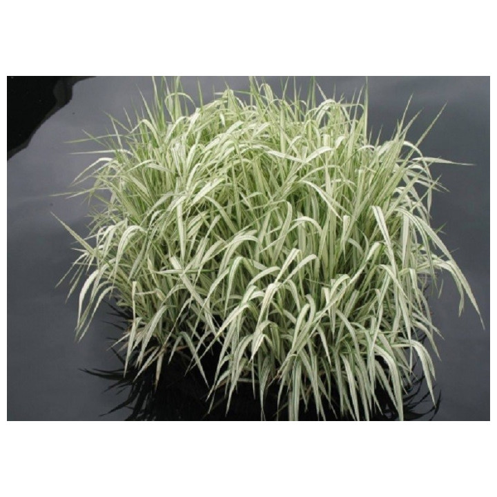 Glyceria maxima 'Variegata' - Vízi harmatkása