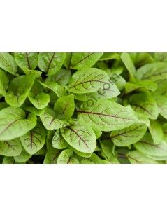 Rumex sanguineus  Vér sóska