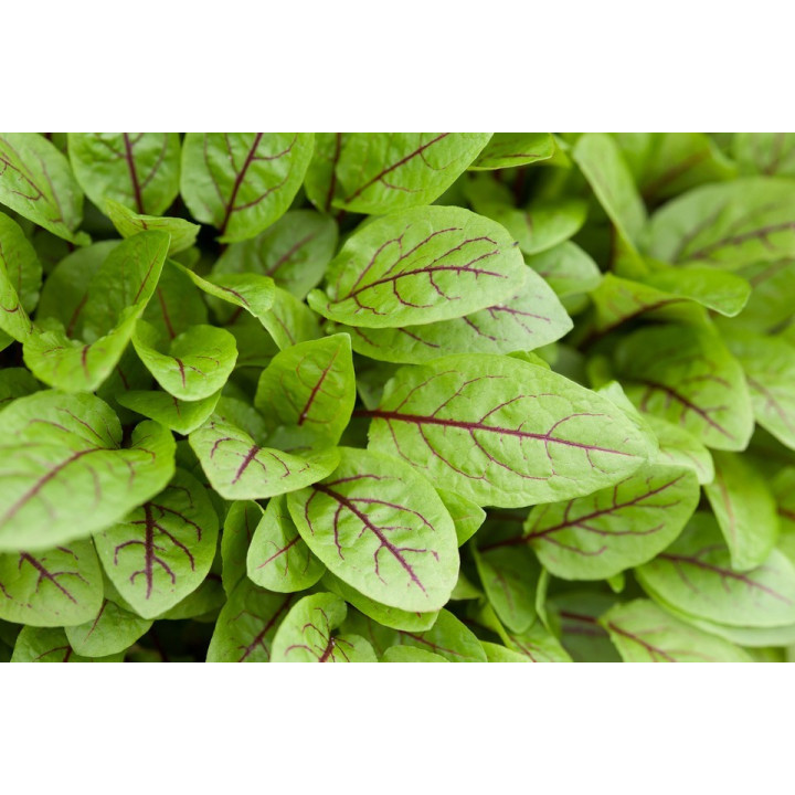 Rumex sanguineus  Vér sóska