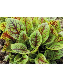 Rumex sanguineus  Vér sóska