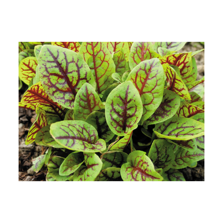 Rumex sanguineus  Vér sóska
