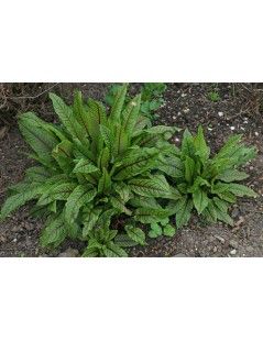 Rumex sanguineus  Vér sóska