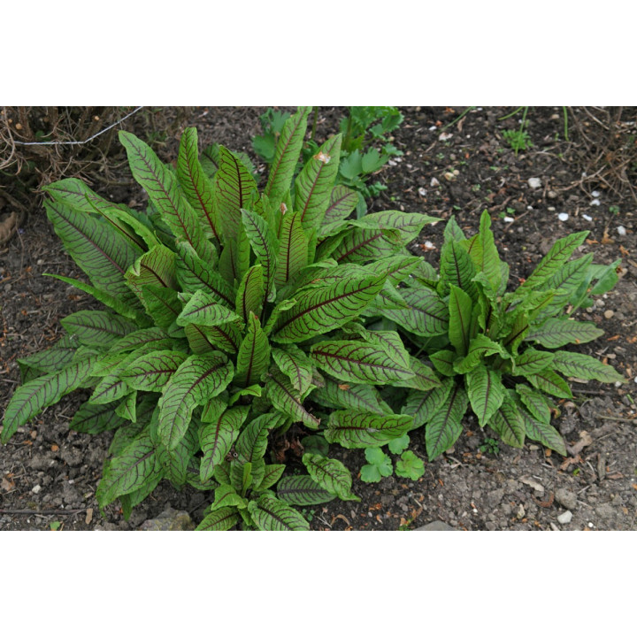 Rumex sanguineus  Vér sóska