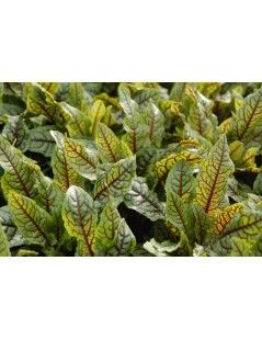 Rumex sanguineus  Vér sóska