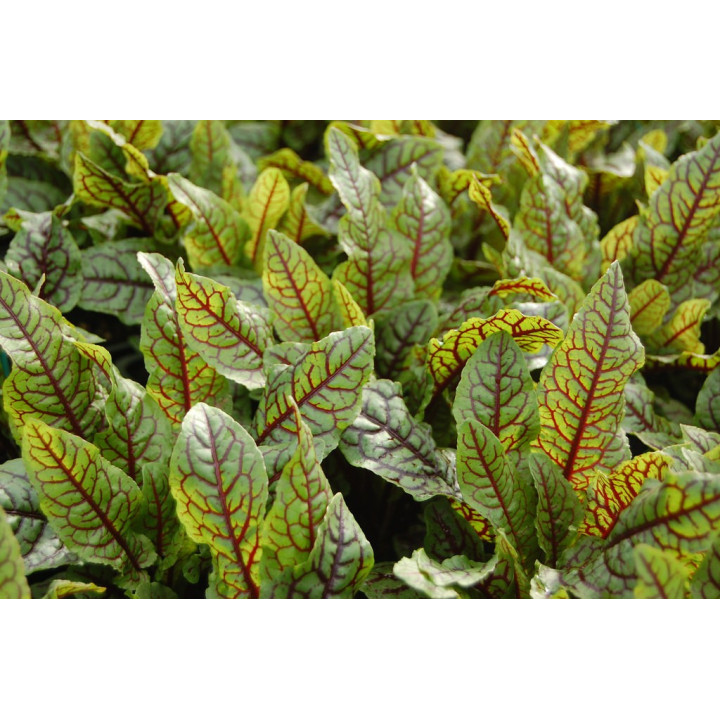 Rumex sanguineus  Vér sóska
