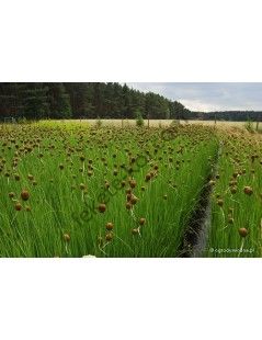 Typha Minima - Törpe gyékény