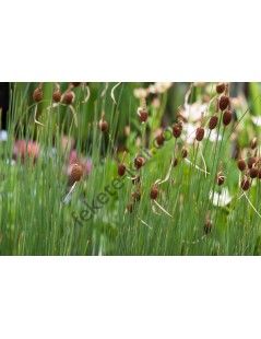 Typha Minima - Törpe gyékény