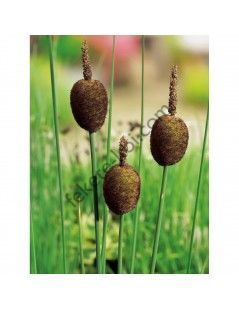 Typha Minima - Törpe gyékény