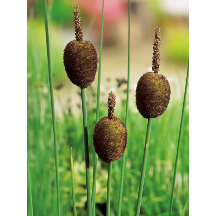 Typha Minima - Törpe gyékény