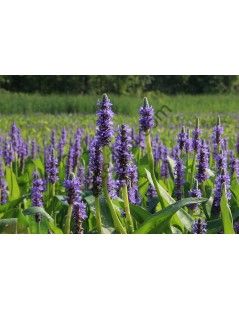 Pontederia lanceolata - Lándzsalevelű sellővirág