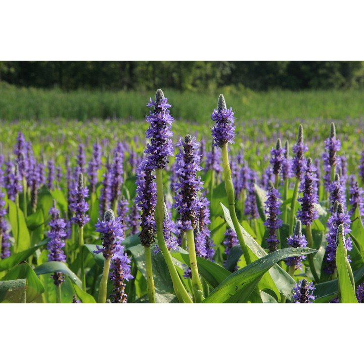 Pontederia lanceolata - Lándzsalevelű sellővirág