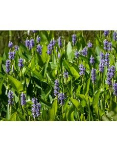 Pontederia lanceolata - Lándzsalevelű sellővirág