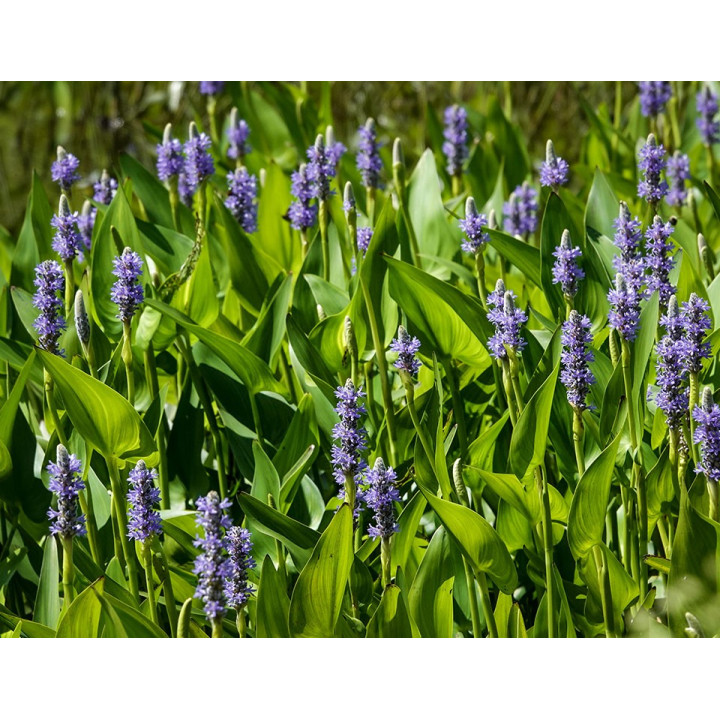 Pontederia lanceolata - Lándzsalevelű sellővirág
