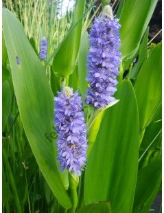 Pontederia lanceolata - Lándzsalevelű sellővirág