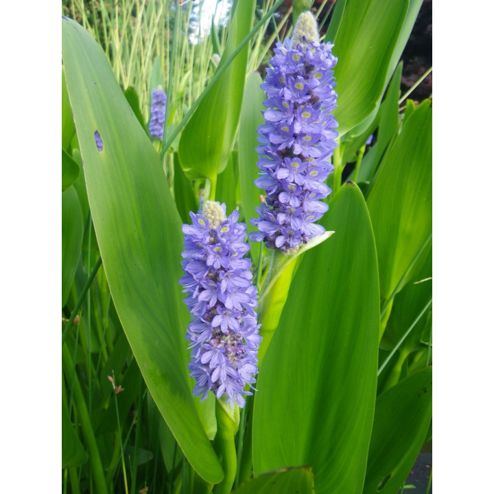 Pontederia lanceolata - Lándzsalevelű sellővirág