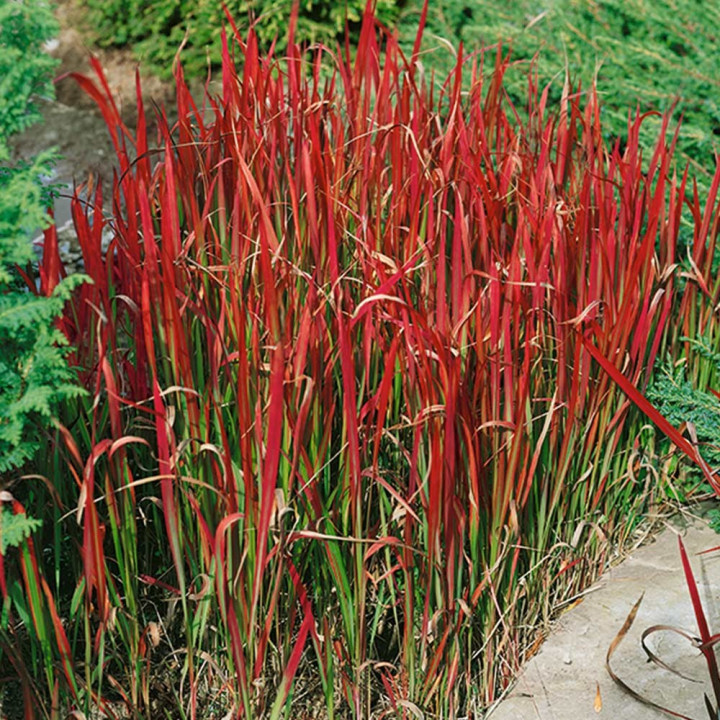 Imperata cylindrica -   Japán vérfű