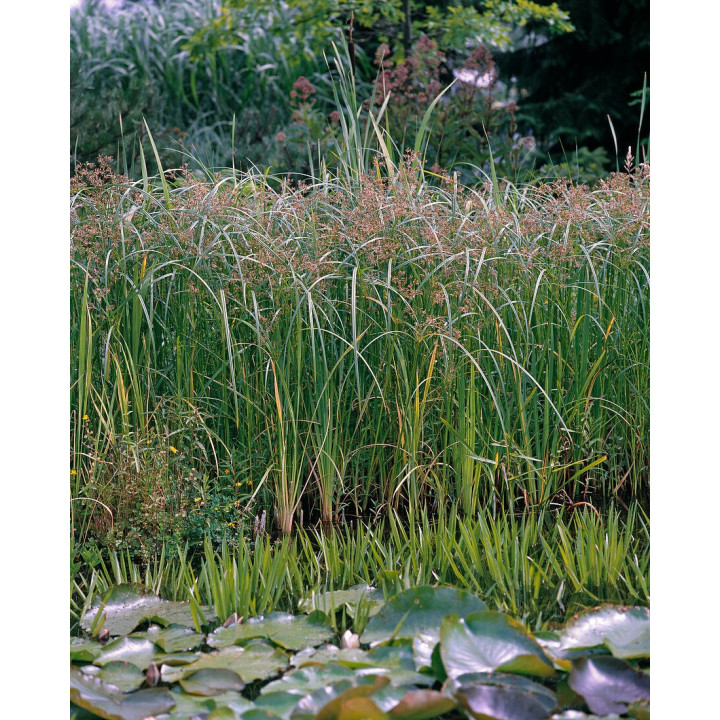 Cyperus longus Hosszú vízipálma