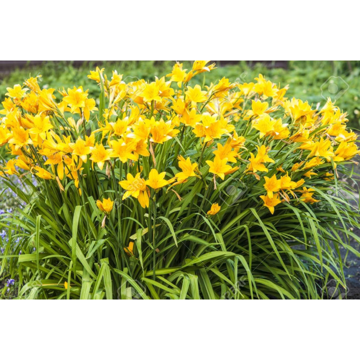 Törpe Sásliliom (Hemerocallis)