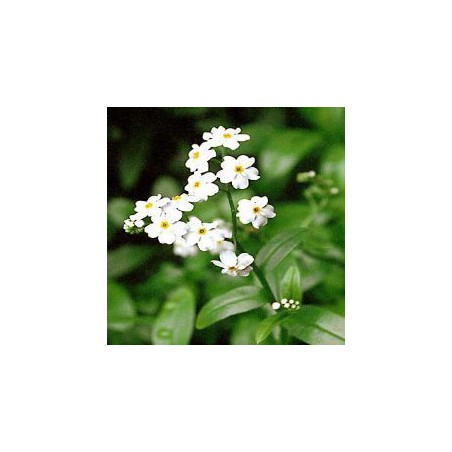 Myosotis palustris ice pearl - Fehér nefelejcs