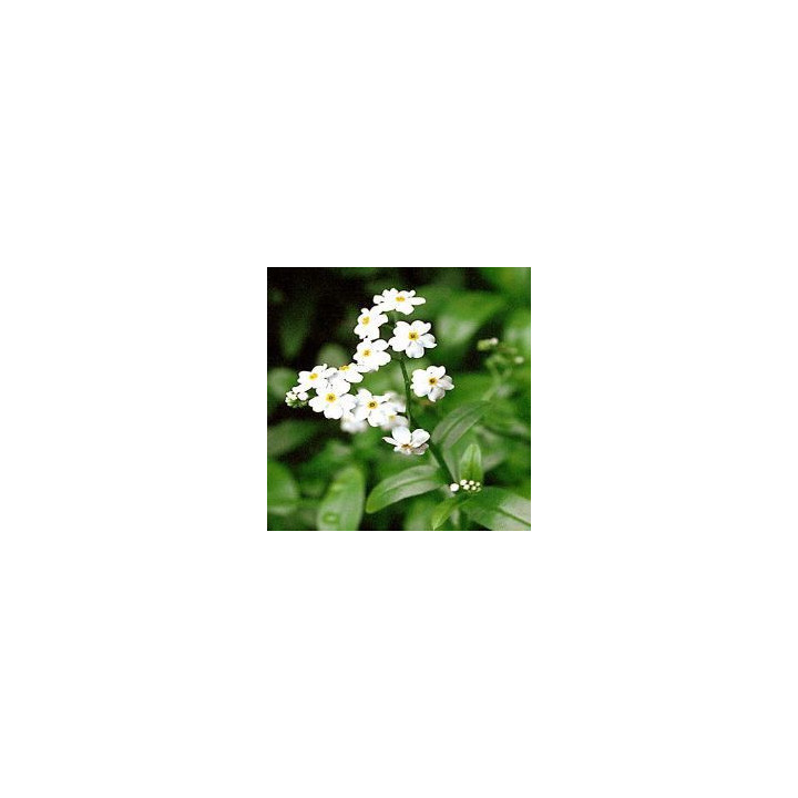 Myosotis palustris ice pearl - Fehér nefelejcs