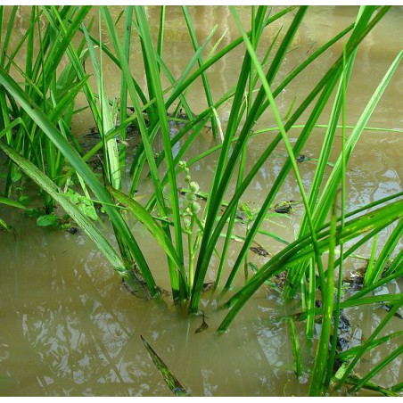 Sparganium erectum - Ágas békabuzogány